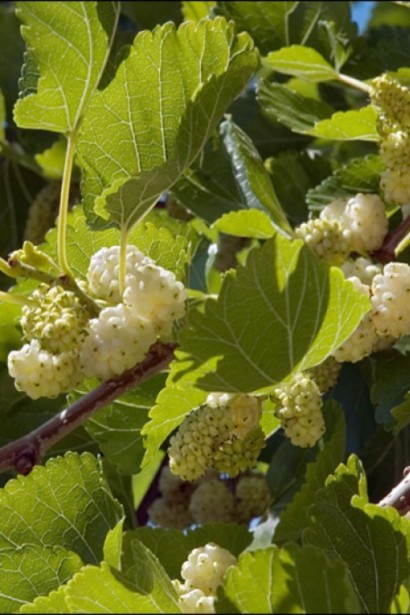 Сочная шелковица Медовая - сладкий урожай лета.